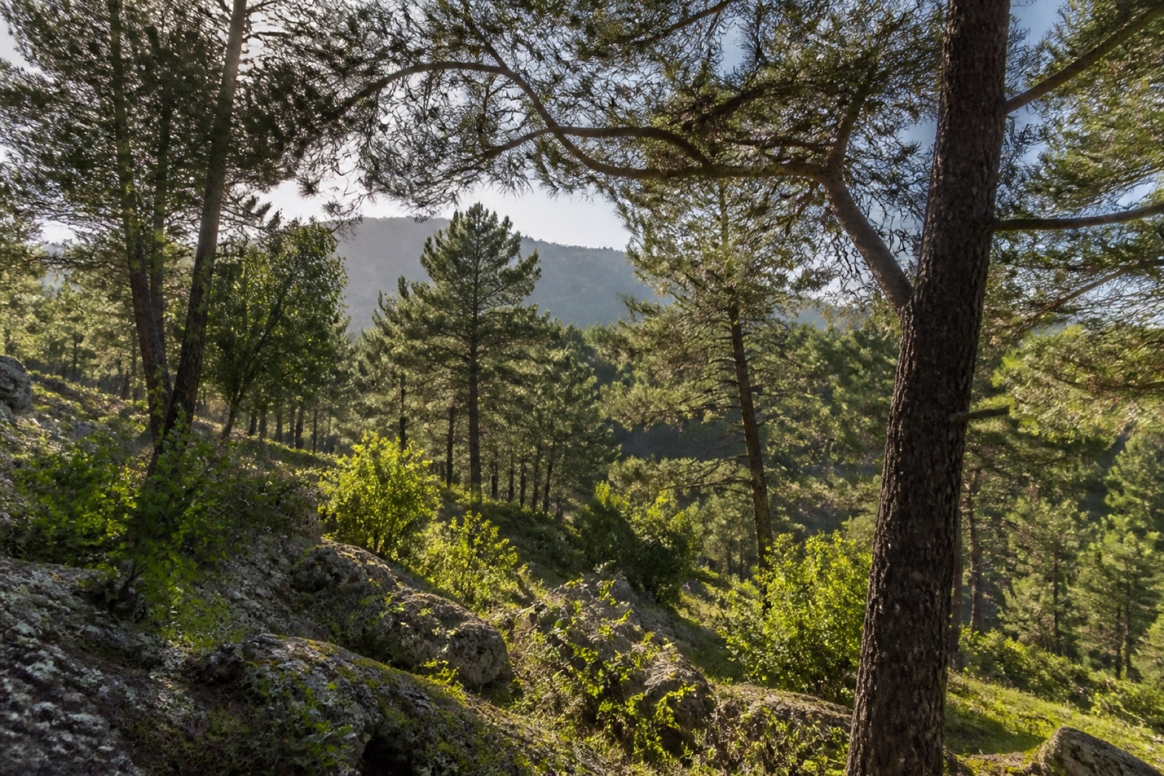 Vista del valle de montaña en el norte de Jordania