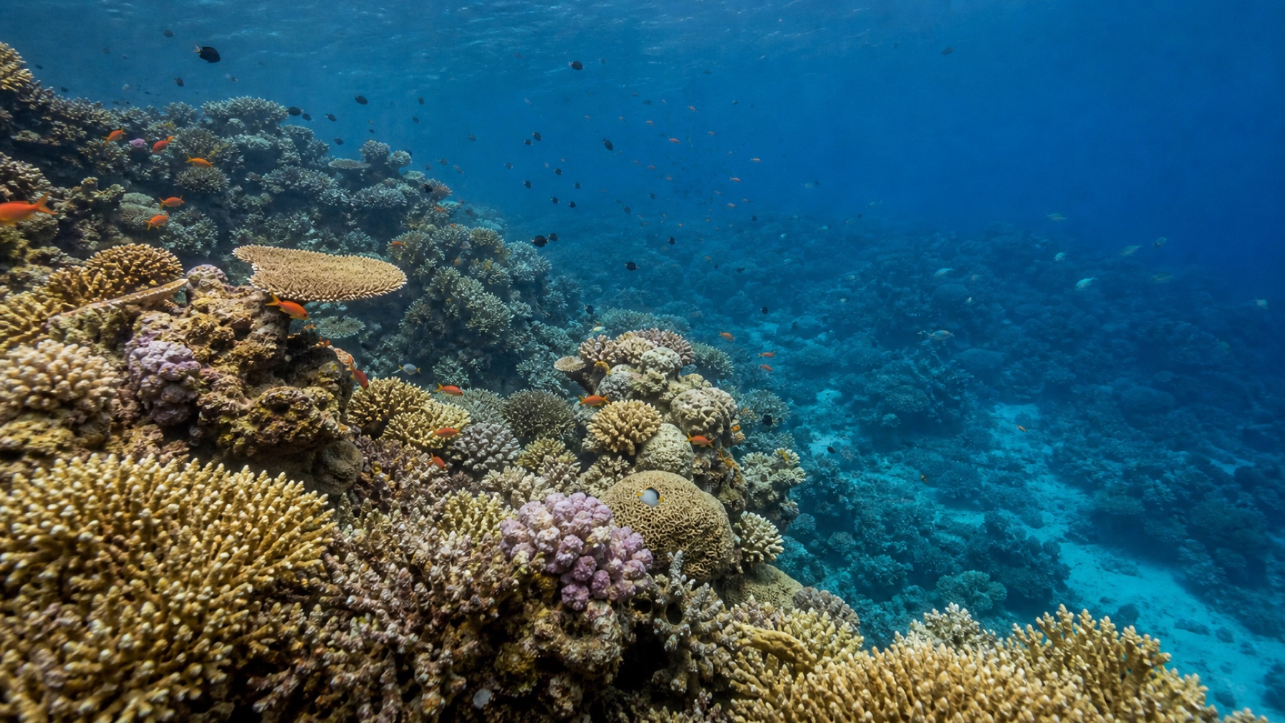 Aqaba coral reef and Red Sea marine life